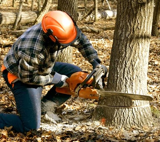 Tree Removal in Leesburg, IN